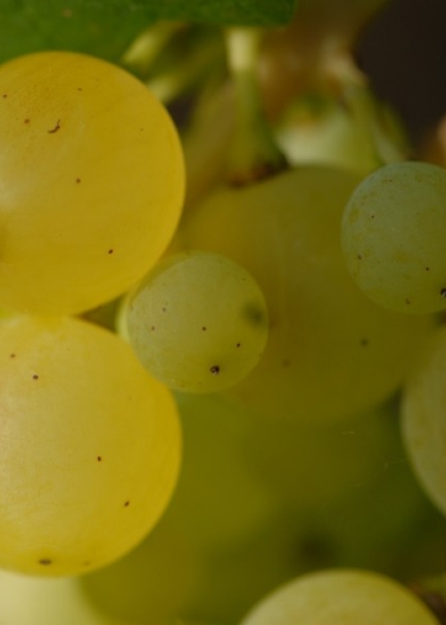 gelber Orleans Beeren
